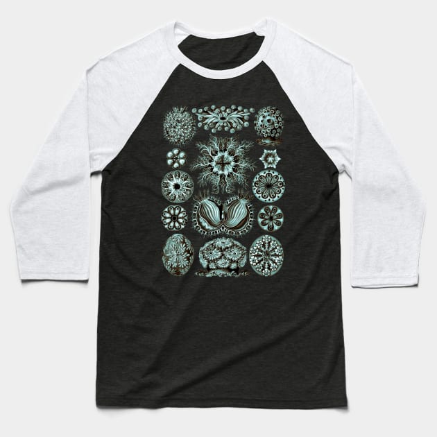 Ernst Haeckel  Ascidiae Sea Squirts Teal Chamoise Baseball T-Shirt by Scientistudio